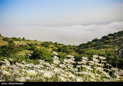 گلهای بابونه در فندقلو شهرستان نمین