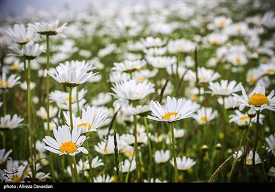 گلهای بابونه در فندقلو شهرستان نمین