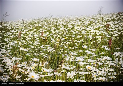 گلهای بابونه در فندقلو شهرستان نمین