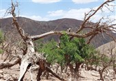 ردپای مرگ در پوشش گیاهی خراسان جنوبی/ درختان تنومند یک به یک در مقابل خشکسالی زانو می‌زنند + تصاویر