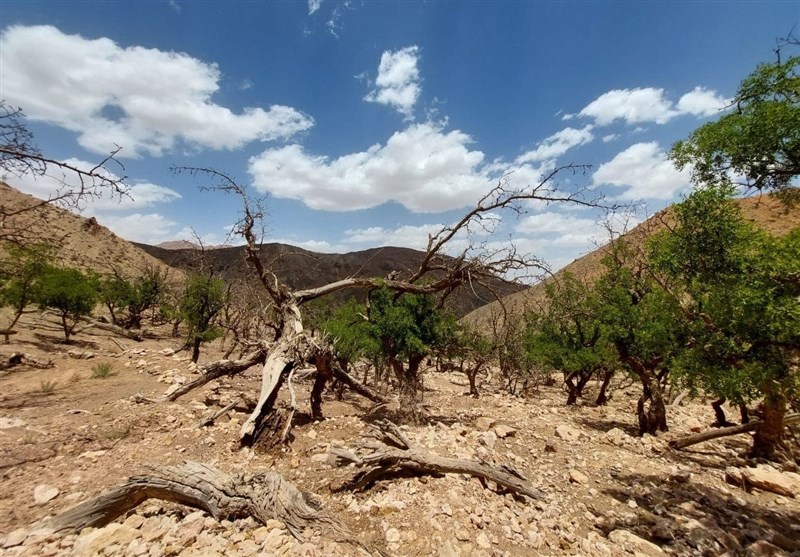 برهوت رودخانه‌ها در لرستان/ برداشت خسارت از خوشه‌های خشک‌سالی + تصاویر