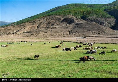 این قطعه زمین ورزشی در حال محصور نبوده و به چراگاه احشام تبدیل شده است