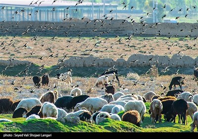 زمین فوتبال گَت چمن - مازندران