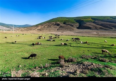 این قطعه زمین ورزشی در حال محصور نبوده و به چراگاه احشام تبدیل شده است