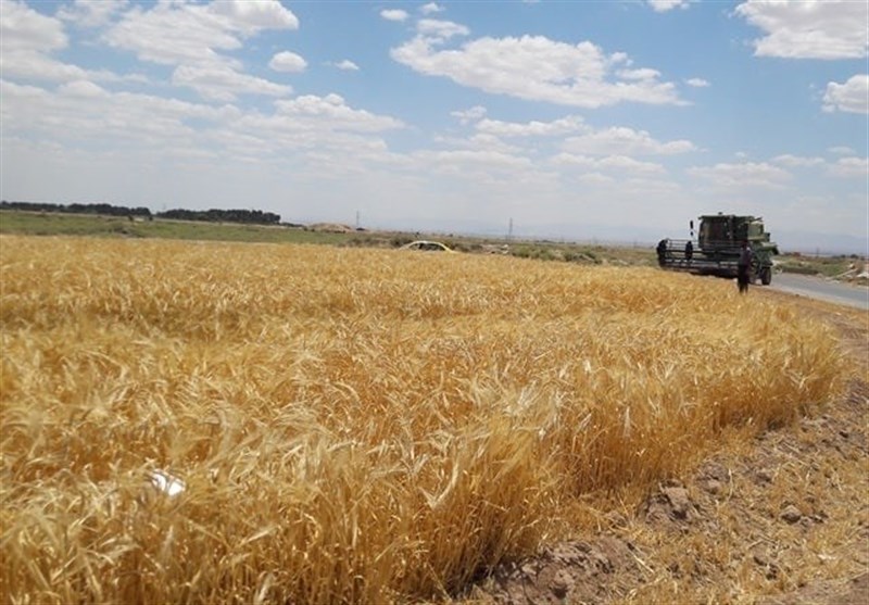 75هزار تن غلات گندم وجو در نیشابور قابل برداشت است