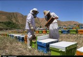 روایت تسنیم از مصائب زنبورداری در لرستان/سود کشورهای همسایه از خروج فله‌ای عسل‌های ایرانی