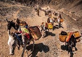 کشف 300 کیلو تریاک از 8 قاطر در مرزهای بلوچستان