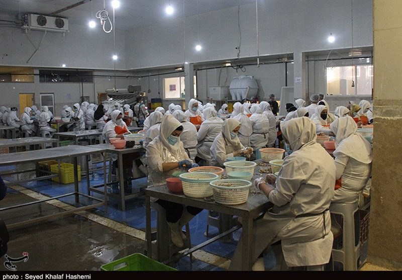 207 میلیارد تومان تسهیلات رونق تولید در استان بوشهر پرداخت شد