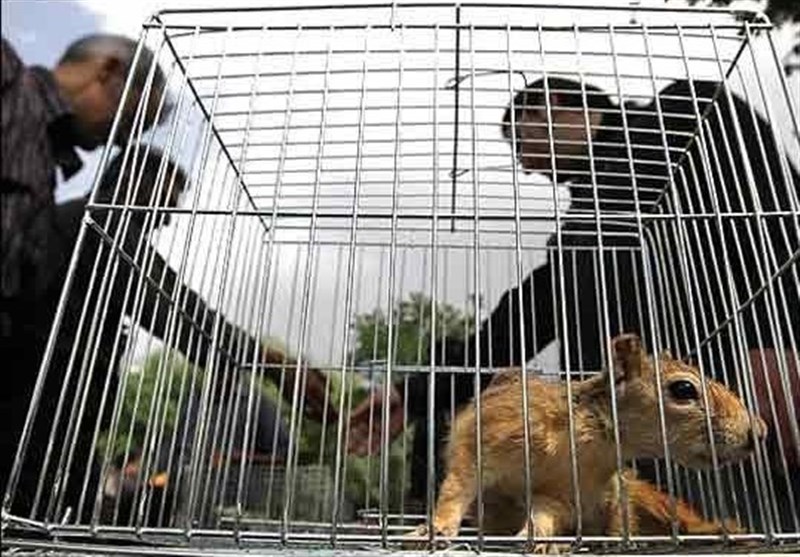 بازار غیرمجاز خرید و فروش حیوانات خانگی ساماندهی می‌شود