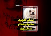 فیلم| زندگی لاکچری سگ و گربه‌ها در شمال تهران