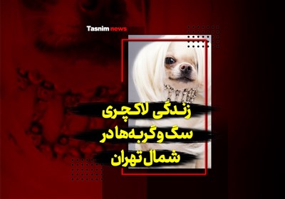 فیلم| زندگی لاکچری سگ و گربه‌ها در شمال تهران