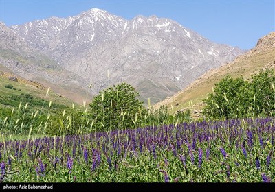 کوه پایه اشترانکوه در روستای کمندان شهرستان ازنا