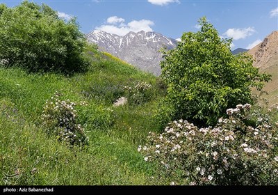 کوه پایه اشترانکوه در روستای کمندان شهرستان ازنا