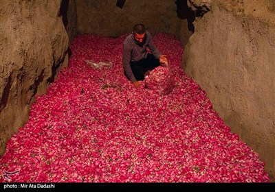 Villagers Harvest Damask Rose in Northwest Iran
