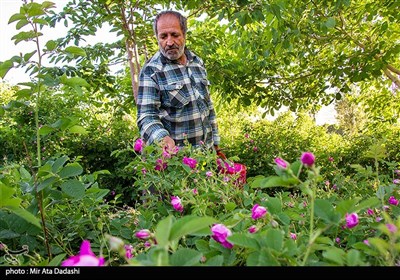 برداشت گل محمدی در روستای عنصرود تبریز