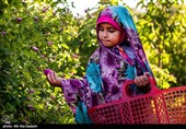 تصاویری زیبا از برداشت گل محمدی در قم + فیلم