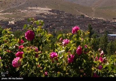 برداشت گل محمدی در روستای عنصرود تبریز