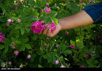 برداشت گل محمدی در روستای عنصرود تبریز