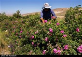 سالانه یک‌هزار تن گل محمدی از گلستان‌های لرستان برداشت می‌شود