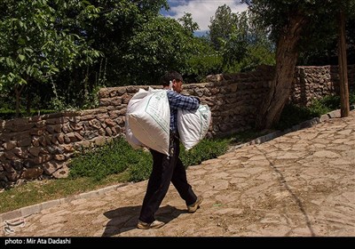 برداشت گل محمدی در روستای عنصرود تبریز