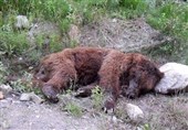 توله خرس قهوه‌ای ‌در آسارا تلف شد