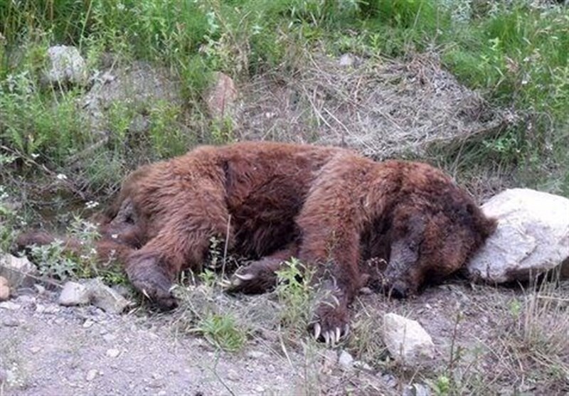 توله خرس قهوه‌ای ‌در آسارا تلف شد