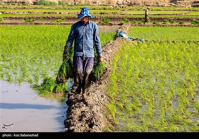 نشاء برنج در شهر ویسیان استان لرستان