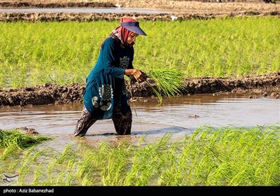 نشاء برنج در شهر ویسیان استان لرستان