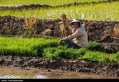 برنجکاری در گیلان؛ سنتی که به فناوری نیاز دارد