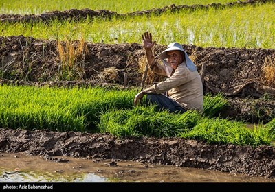 نشاء برنج در شهر ویسیان استان لرستان