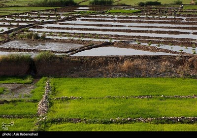 نشاء برنج در شهر ویسیان استان لرستان