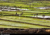 روایتی از صف دلالان پشت مرز شالیزارهای زنجان/ سودجویانی که دسترنج کشاورزان را به یغما می‌برند