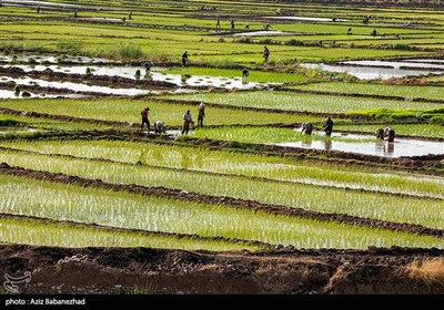  روایتی از صف دلالان پشت مرز شالیزارهای زنجان/ سودجویانی که دسترنج کشاورزان را به یغما می‌برند 