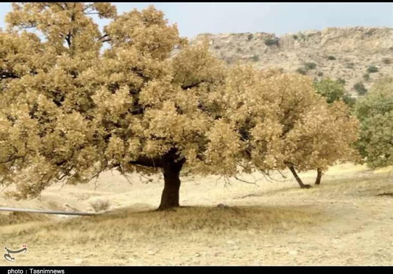 مردم کهگیلویه و بویراحمد به کمک جنگل‌های زاگرس می‌آیند