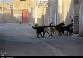 گزارش|سنندج در محاصره سگ‌های ولگرد/ وحشت‌ شهروندان از پرسه سگ‌ها در محلات