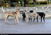 «سگ‌های ولگرد» معضلی که جان شهروندان بادرودی را به خطر انداخته است