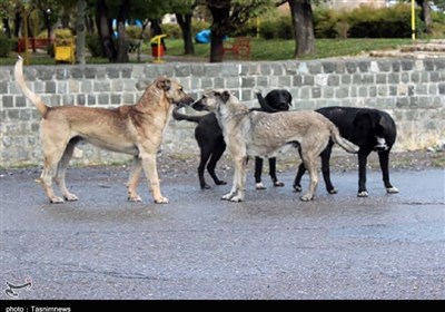  گزارش| پرسه‌زنی سگ‌های ولگرد در خوش‌نشین‌های اصفهان 