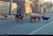 مصائب جمع‌آوری سگ‌های ولگرد در تبریز/ حامیان مانع می‌شوند