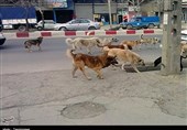 جمعآوری 1247 قلاده سگ ولگرد در خرمآباد