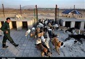 جمعآوری 4000 سگ بلاصاحب در نیمه دوم سال 1403 در تبریز