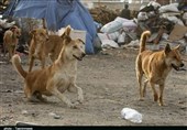 2491 مورد حیوان گزیدگی در بلوچستان در یک سال