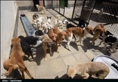 مرکز جدید نگهداری از &quot;سگ‌های ولگرد&quot; در تهران راه‌اندازی شد/ ظرفیت 700 سگ!