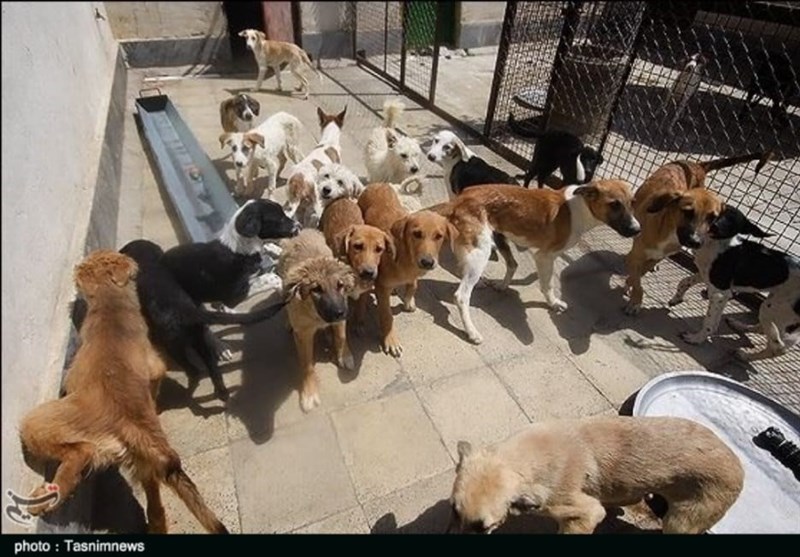 مرکز جدید نگهداری از &quot;سگ‌های ولگرد&quot; در تهران راه‌اندازی شد/ ظرفیت 700 سگ!