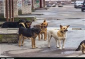گزارش| جدال نفس‌گیر مردم با گله سگ‌های ولگرد در محلات لرستان/ کودک معلول خرم‌آبادی قربانی حمله سگ‌ها