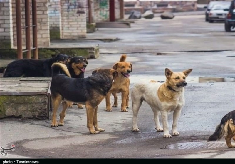 &quot;سگ‌های ولگرد&quot; باعث جذب بیشتر حیوانات وحشی به محل زندگی انسان‌ها می‌شوند