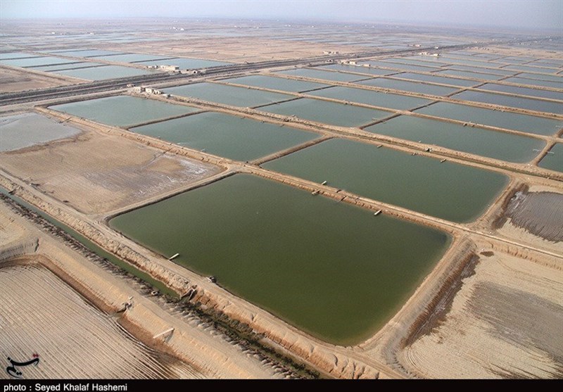 شیلات بوشهر: افزایش قیمت میگو، کاهش 1000 تنی صید را جبران کرد