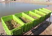 Iran to Produce 160,000 Tons of Shrimp Annually