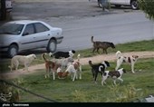 جولان سگ‌های ولگرد چالش حل نشده مازندران/ بلاصاحبانی که بلای جان انسان‌ها و گونه‌های جانوری شده‌ است
