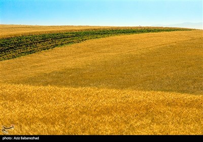 مزارع گندم و نخود شهرستان دلفان