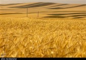 ثبت رکورد بی‌سابقه تولید گندم در لرستان/ 530 هزار تن برداشت شد